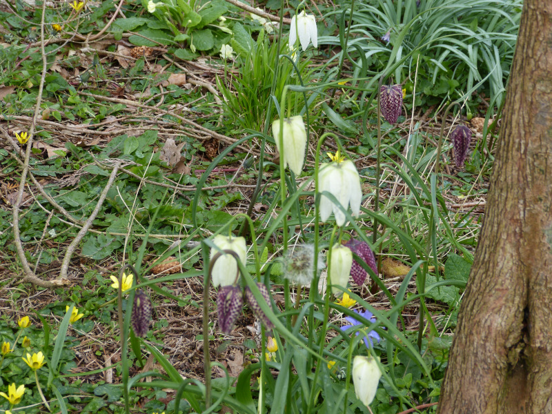 Fritilaria melagris.JPG