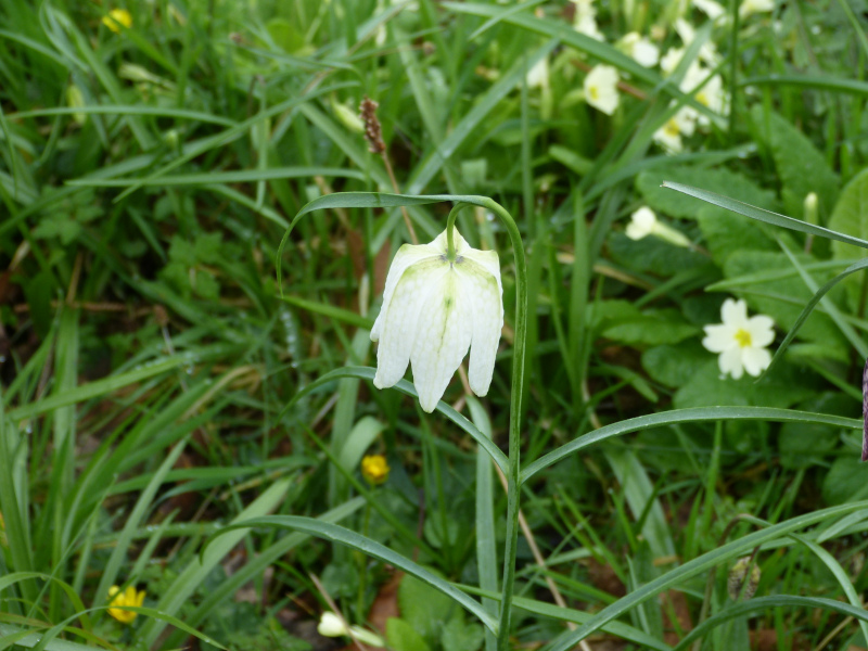 Fritilaria meleagris Alba.JPG