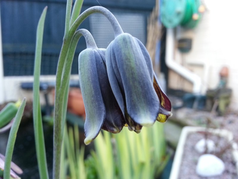 Fritillaria Elwesii.jpg