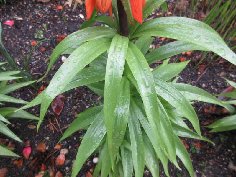 FRITILLARIA  IMPERIALIS 15-03-2023 10-13-51.JPG