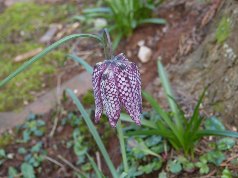 Fritillaria melagris.JPG