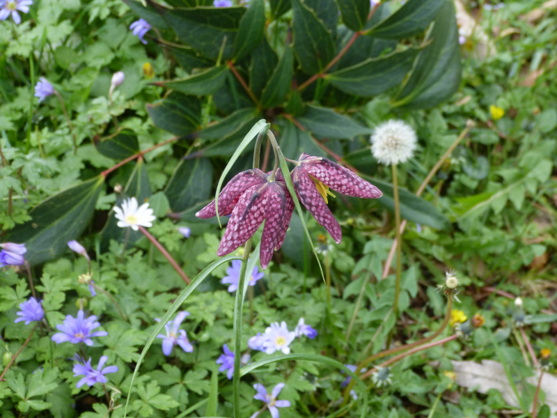 Fritillaria meleagris double.JPG