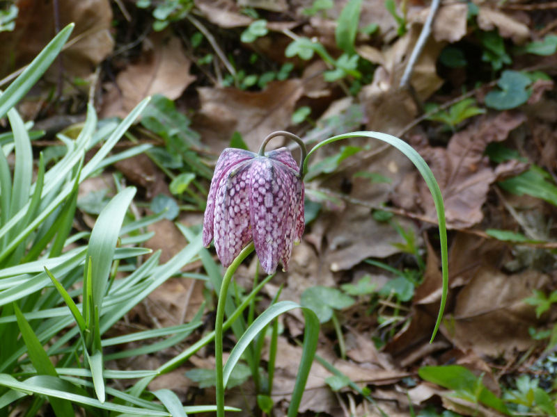 Fritillaria meleagris.JPG