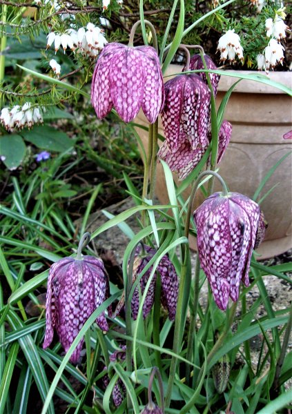 Fritillaria meleagris.JPG