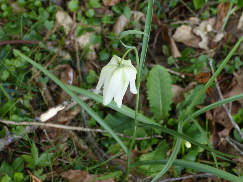 Fritillaria meleagris White.JPG