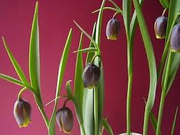 fritillaria uva vulpis.jpg