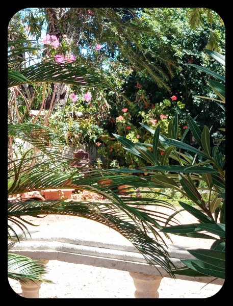 Fronds in the Garden 21 Aug.jpg