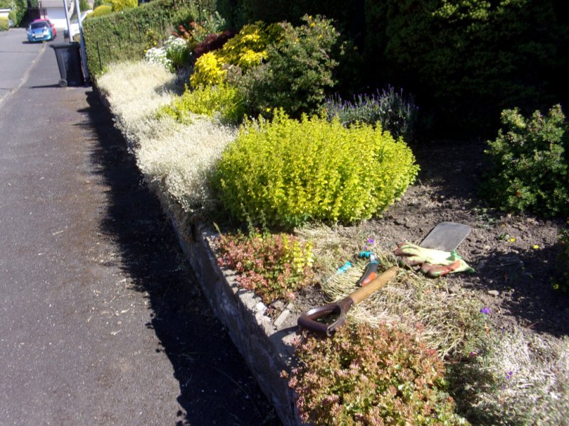 Front garden_0001.JPG