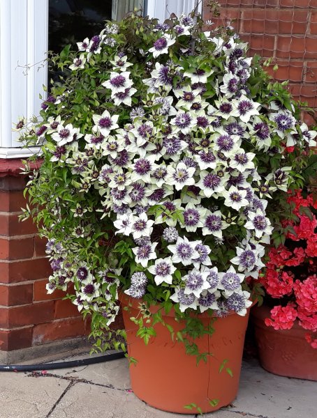 Front Summer pots - Copy.jpg