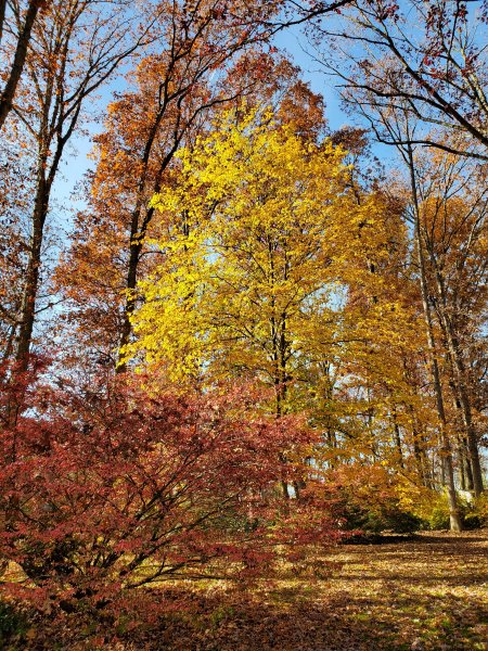 Front yard Autum Trees..jpg