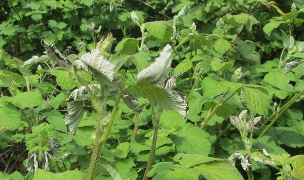 frosted blackberries.jpg