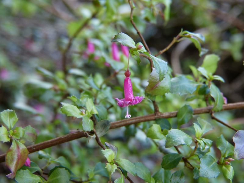 Fuchjsia microphylla.jPG