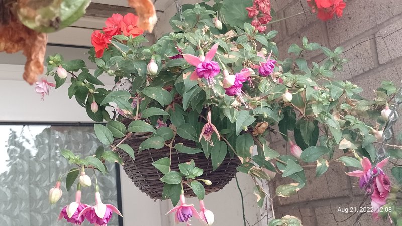 Fuchsia 'Adrienne' in wicker hanging basket on balcony 7th August 2022.jpg