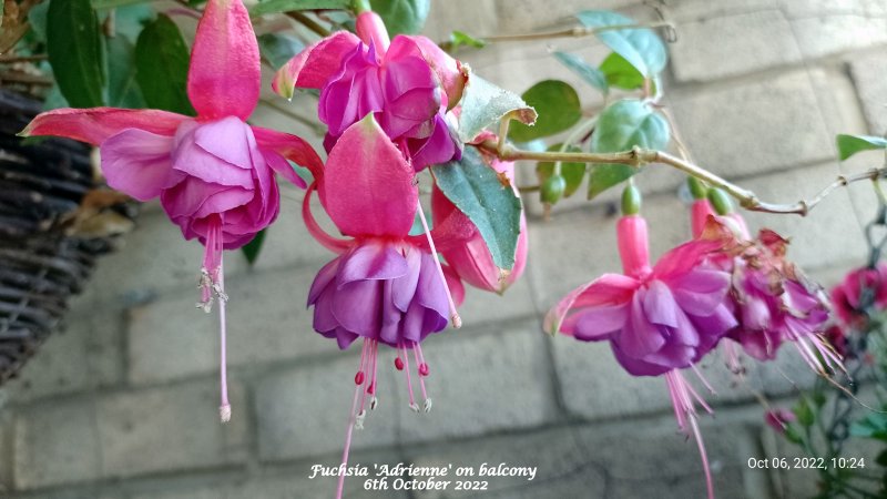 Fuchsia 'Adrienne' on balcony 6th October 2022.jpg