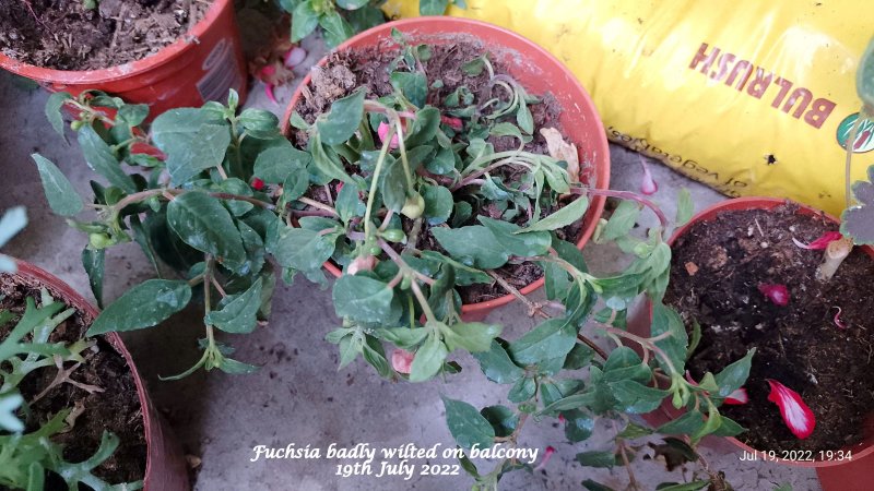 Fuchsia badly wilted on balcony 19th July 2022.jpg