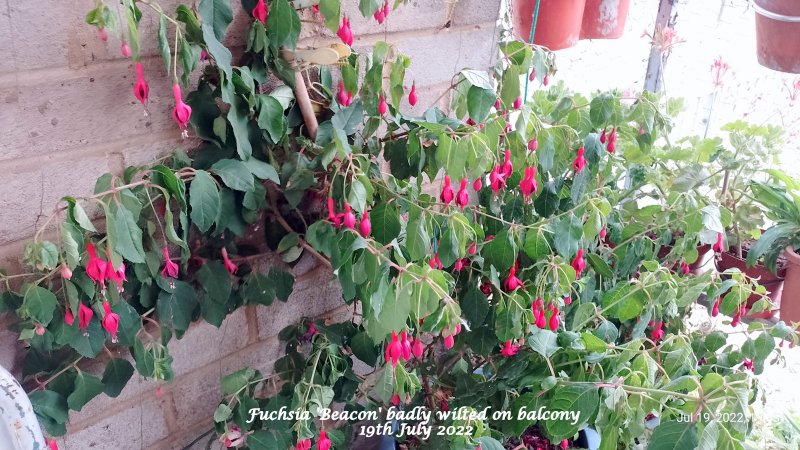 Fuchsia 'Beacon' badly wilted on balcony 19th July 2022.jpg