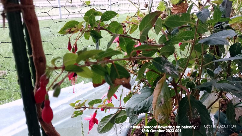 Fuchsia 'Beacon' flowering on balcony 18th October 2023 001.jpg