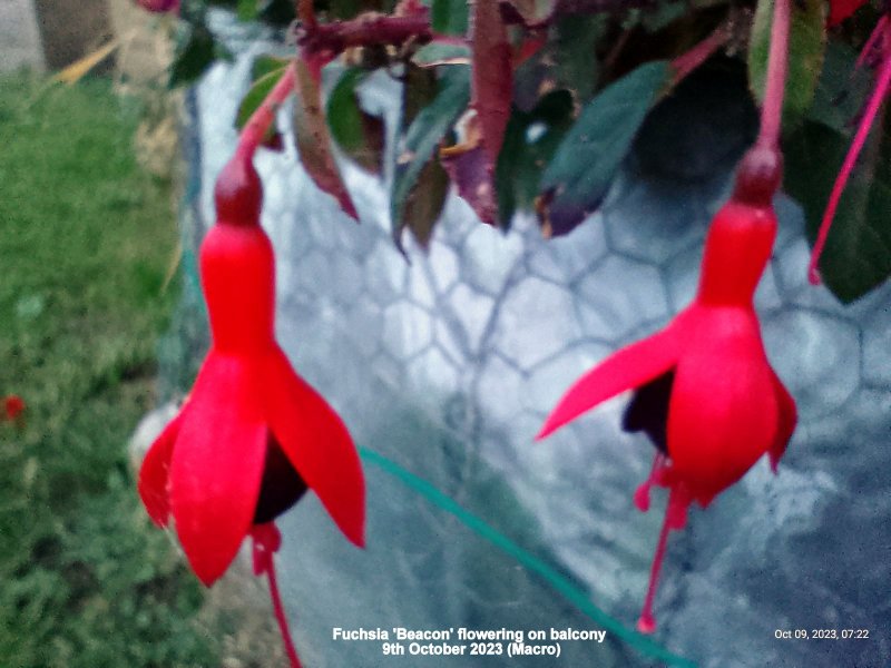 Fuchsia 'Beacon' flowering on balcony 9th October 2023 (Macro).jpg