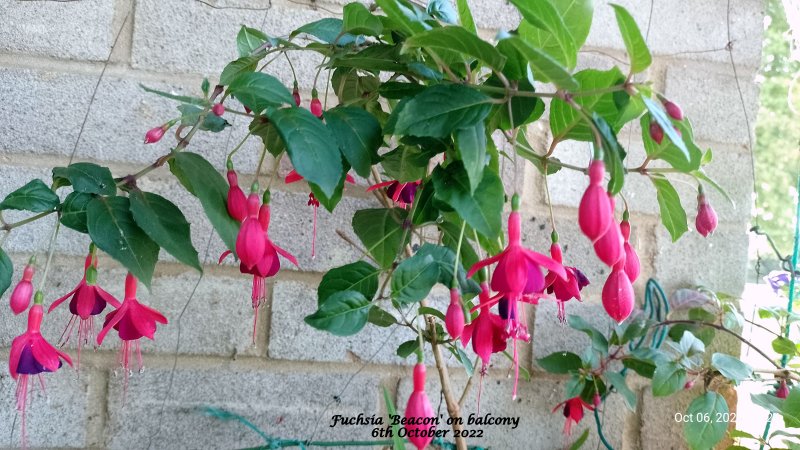 Fuchsia 'Beacon'' on balcony 6th October 2022.jpg