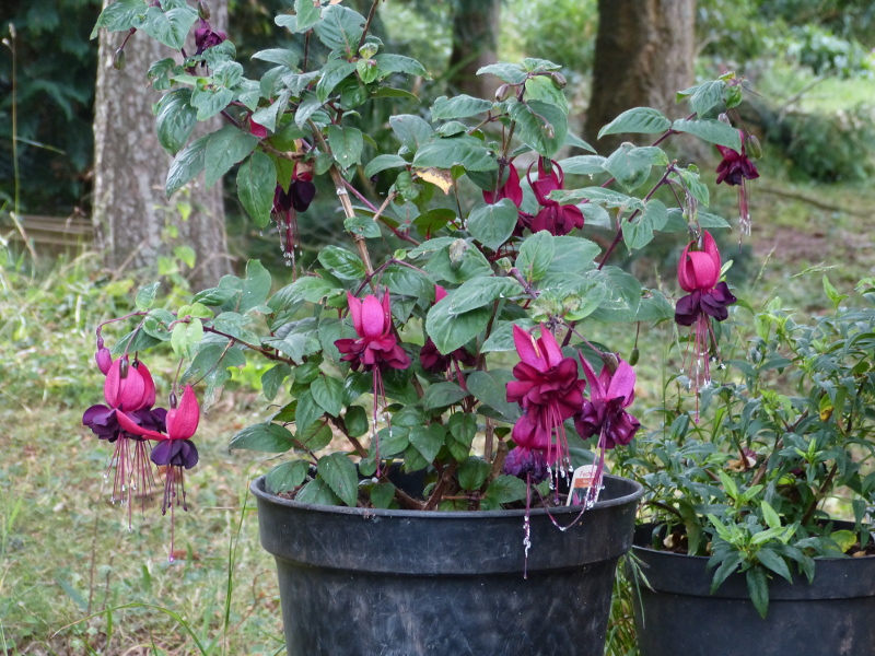 Fuchsia Blackie.JPG