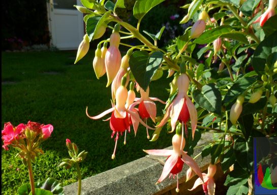 Fuchsia Bush.JPG