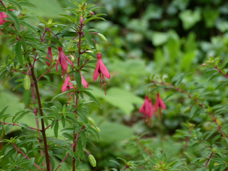 Fuchsia campos-portoi 2.JPG