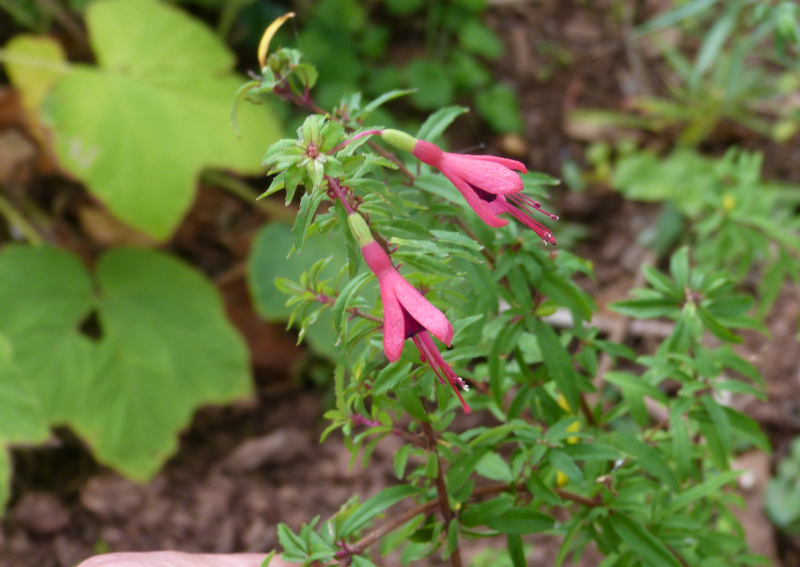 Fuchsia campos portoi 2.JPG