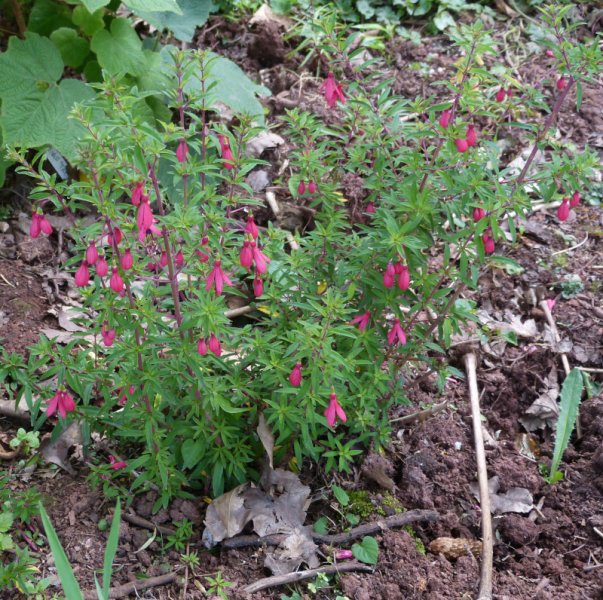 Fuchsia campos-portoi.JPG