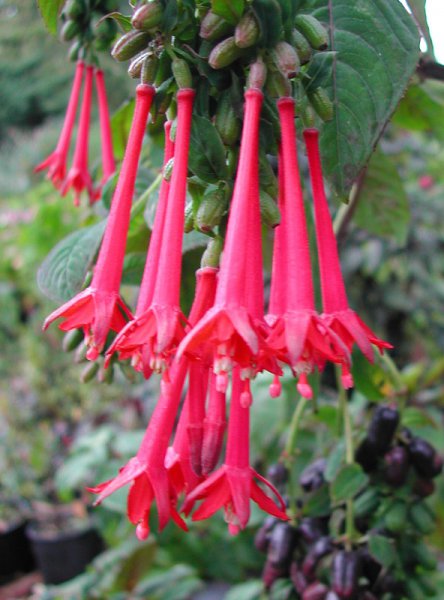 Fuchsia crassistipula.jpg