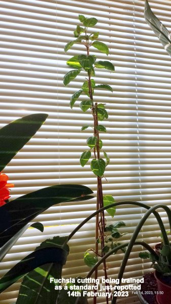 Fuchsia cutting being trained as a standard just repotted 14th February 2023.jpg