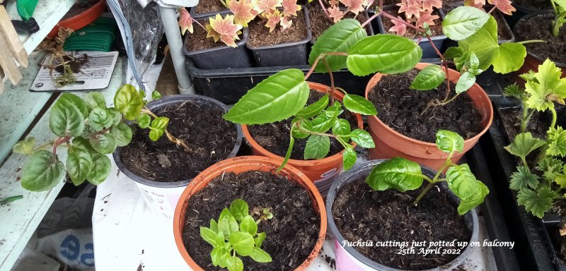 Fuchsia cuttings just potted up on balcony 25th April 2022.jpg