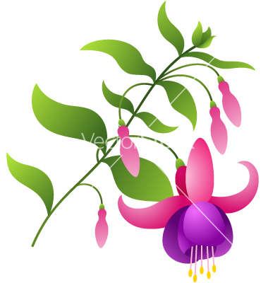 fuchsia-flower-vector-755279.jpg