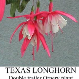 Fuchsia (Fuchsia 'Texas Longhorn') in the Fuchsias Database (All ___.jpg