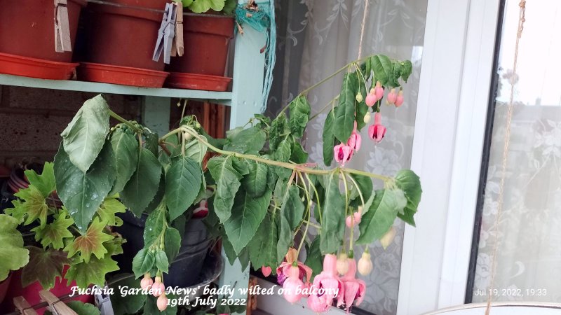 Fuchsia 'Garden News' badly wilted on balcony 19th July 2022.jpg