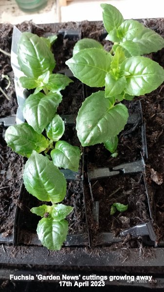 Fuchsia 'Garden News' cuttings growing away 17th April 2023.jpg