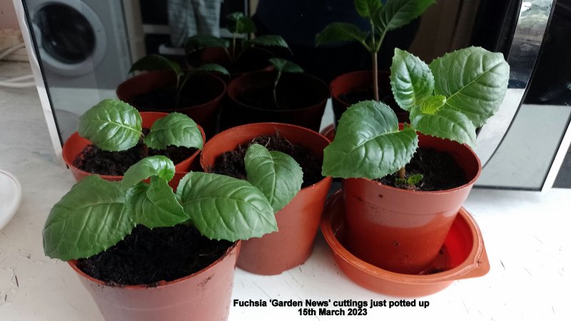 Fuchsia 'Garden News' cuttings just potted up 15th March 2023.jpg