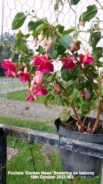 Fuchsia 'Garden News' flowering on balcony 18th October 2023 002.jpg