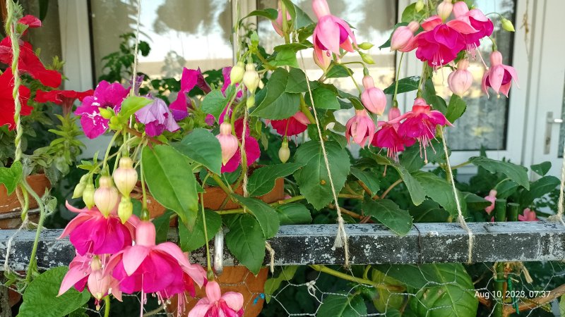 Fuchsia 'Garden News' flowers on balcony (from outside) 10th August 2023 001.jpg