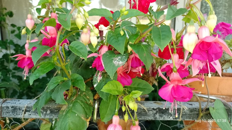 Fuchsia 'Garden News' flowers on balcony (from outside) 10th August 2023 002.jpg