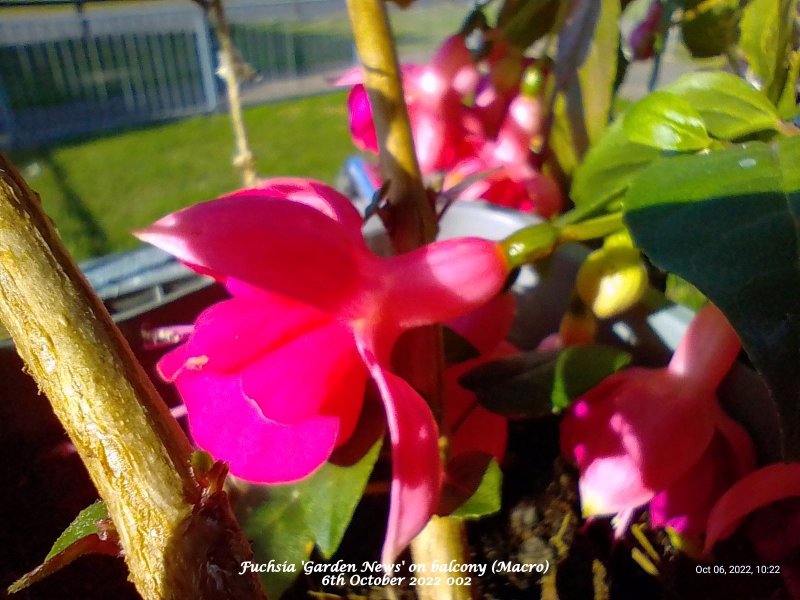 Fuchsia 'Garden News' on balcony (Macro) 6th October 2022 002.jpg