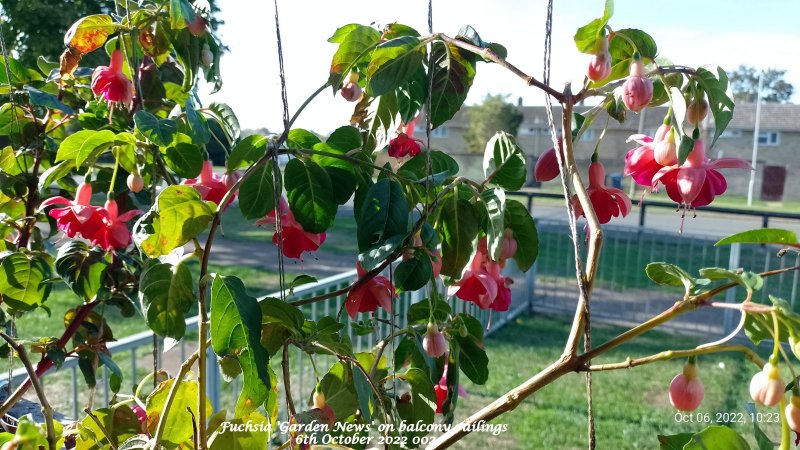 Fuchsia 'Garden News' on balcony railings 6th October 2022 002.jpg