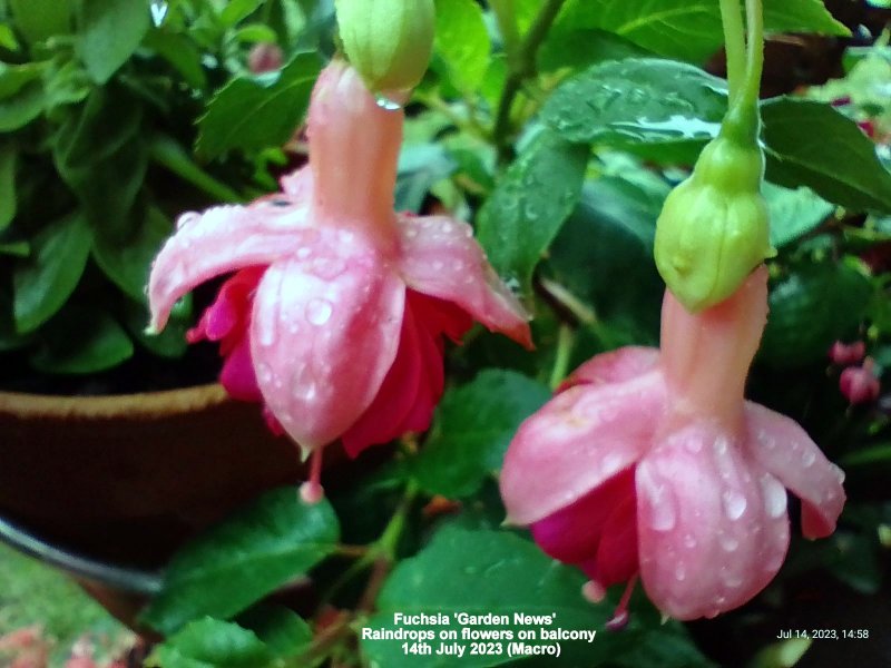 Fuchsia 'Garden News'  Raindrops on flowers on balcony 14th July 2023 (Macro).jpg