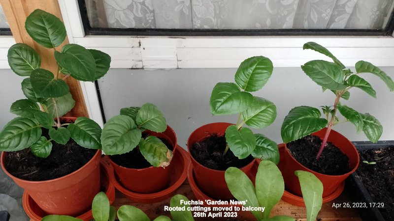 Fuchsia 'Garden News' Rooted cuttings moved to balcony 26th April 2023.jpg