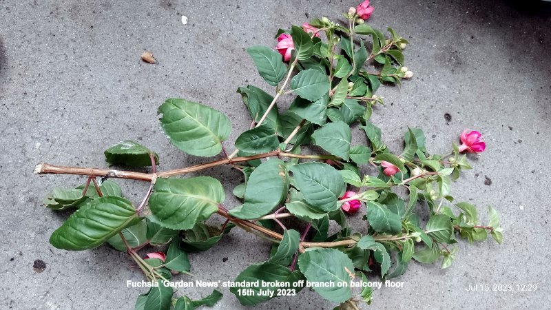 Fuchsia 'Garden News' standard broken off branch on balcony floor 15th July 2023.jpg