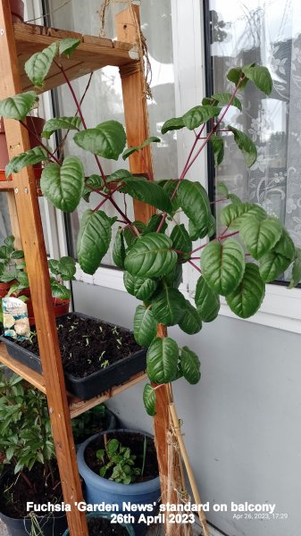 Fuchsia 'Garden News' standard on balcony 26th April 2023.jpg