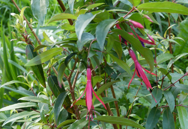 Fuchsia hatschbachii.JPG