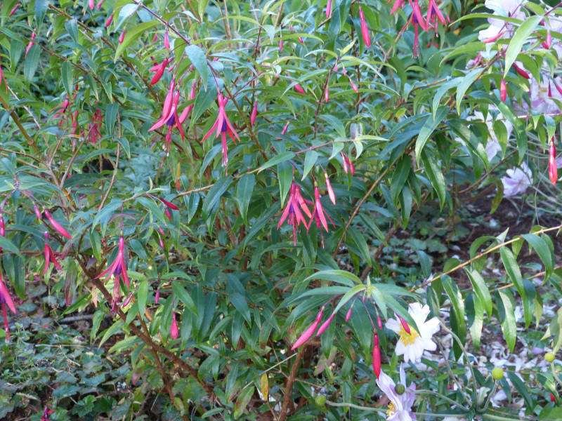 Fuchsia hatschbachii.JPG