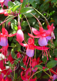 Fuchsia magellanica 'Pat's Dream'.jpg