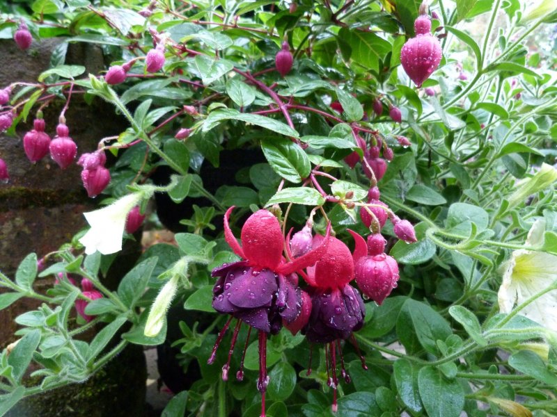 Fuchsia New Millenium 20 July 2012 001.JPG