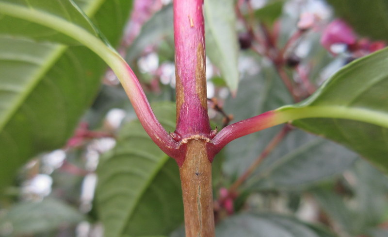 FUCHSIA  PANICULATA 18-04-2019 10-17-42.JPG